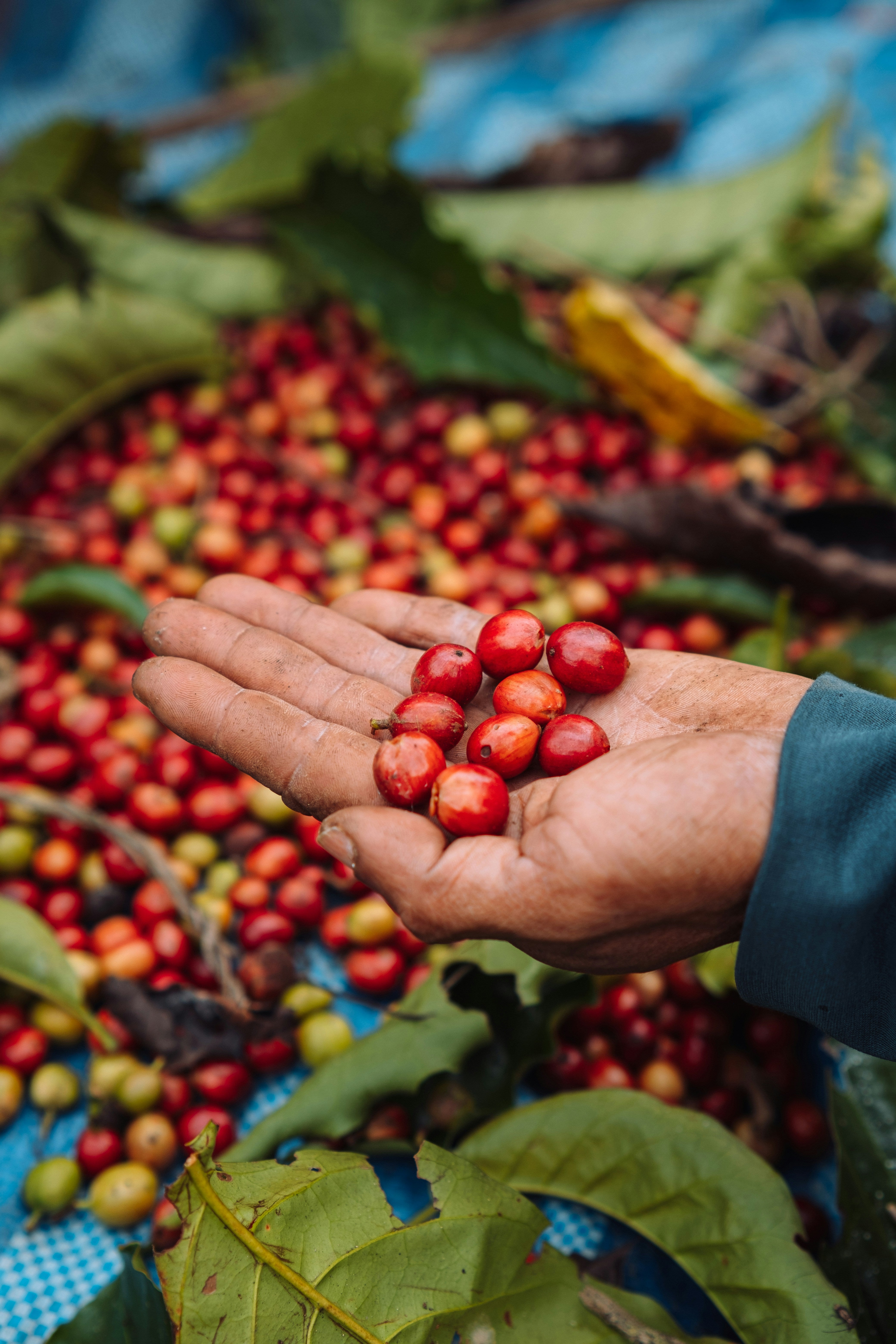 close-up of coffee cherries