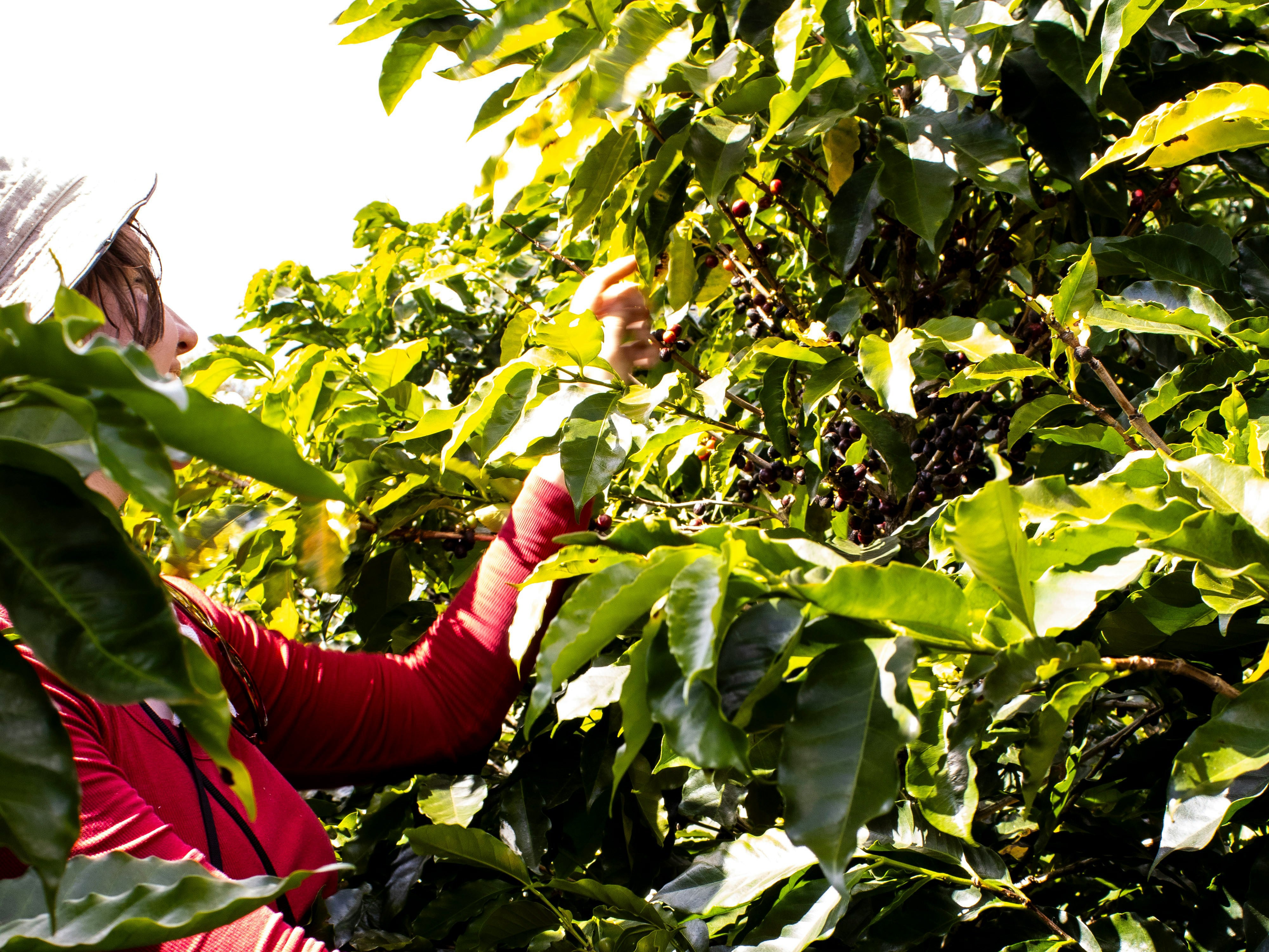 a person standing in a lush coffee farm