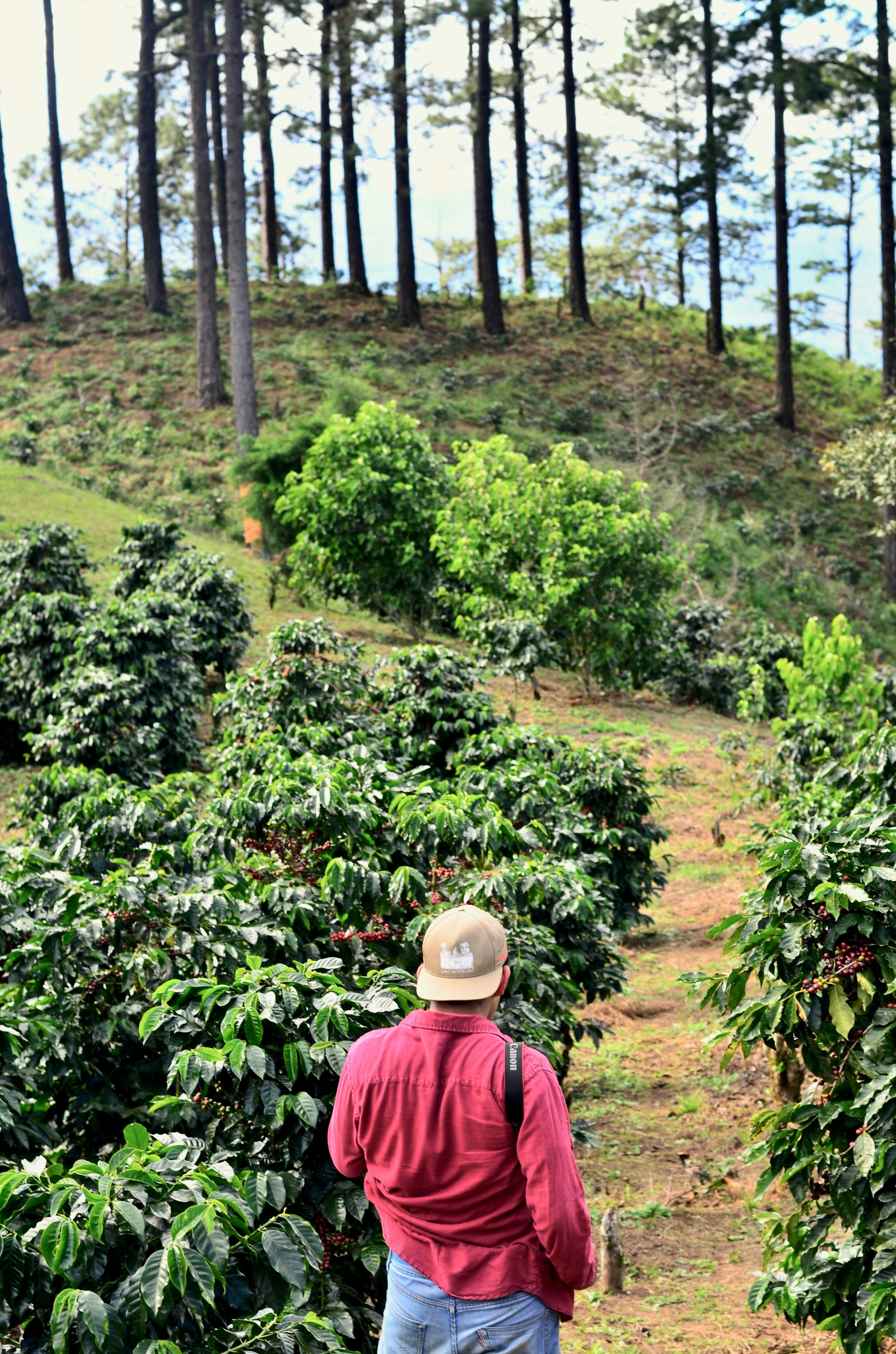 man standing on a coffee farm