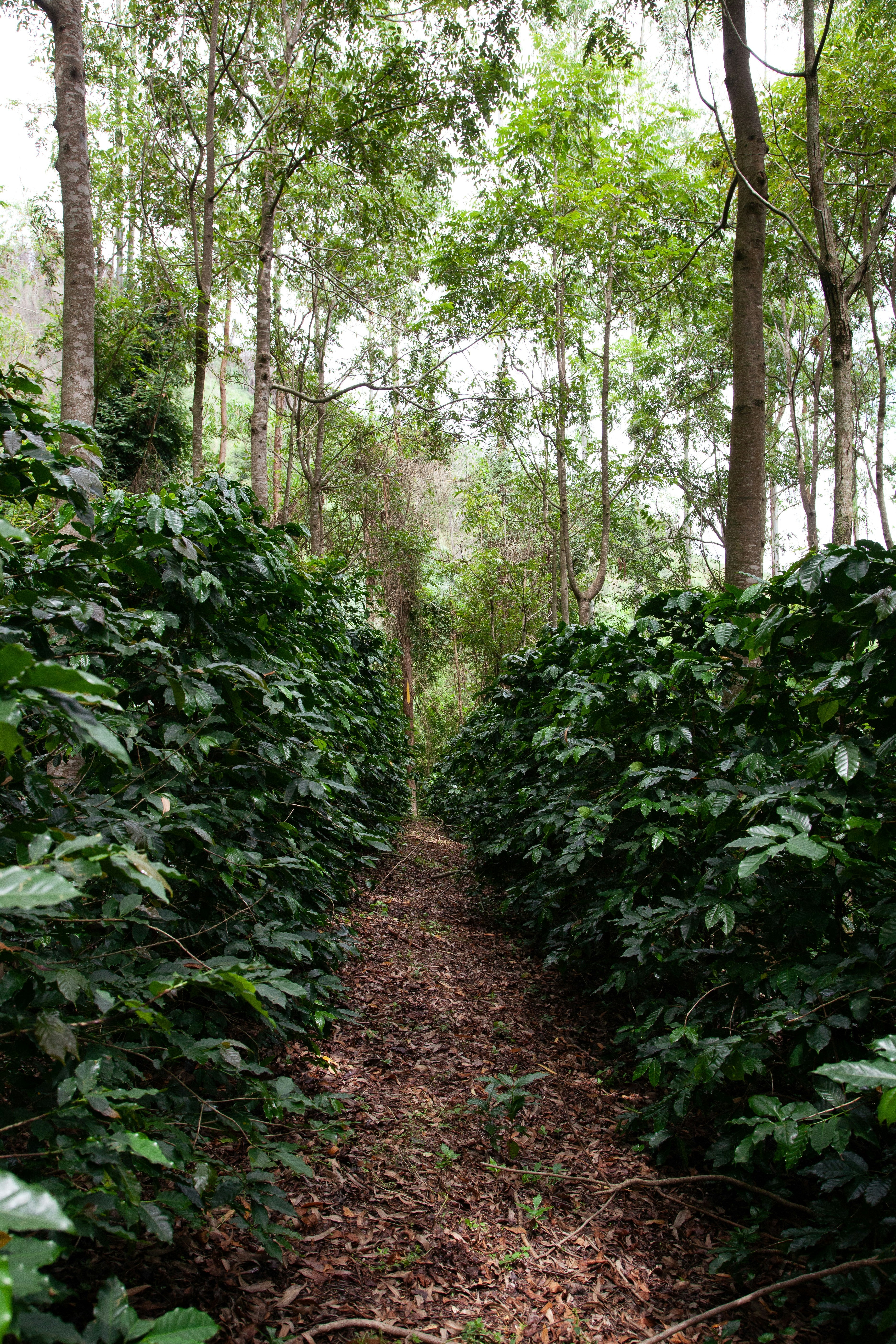 a path in a forest