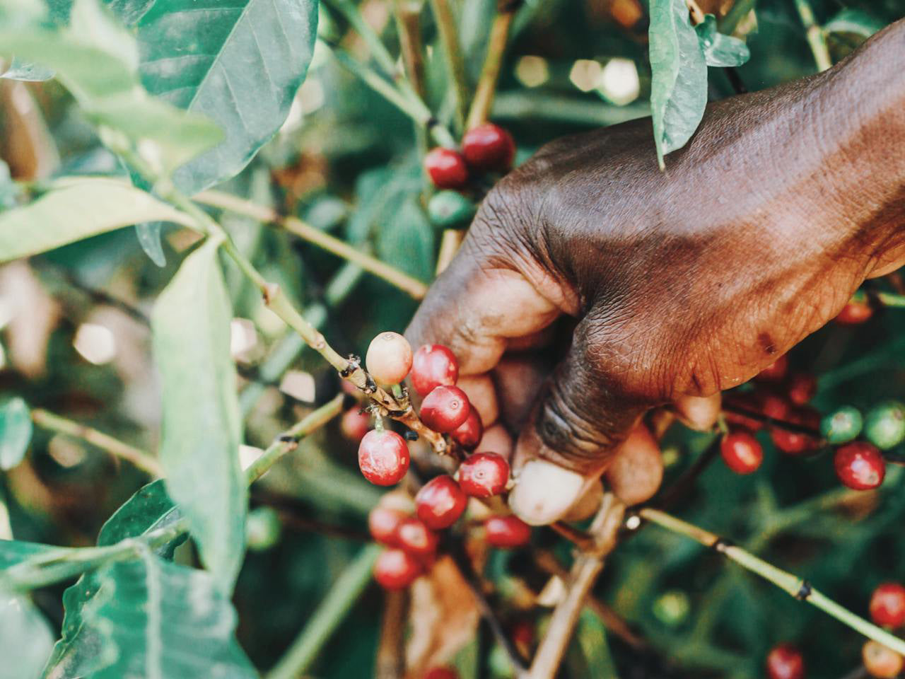 A person picking coffee beans from a tree