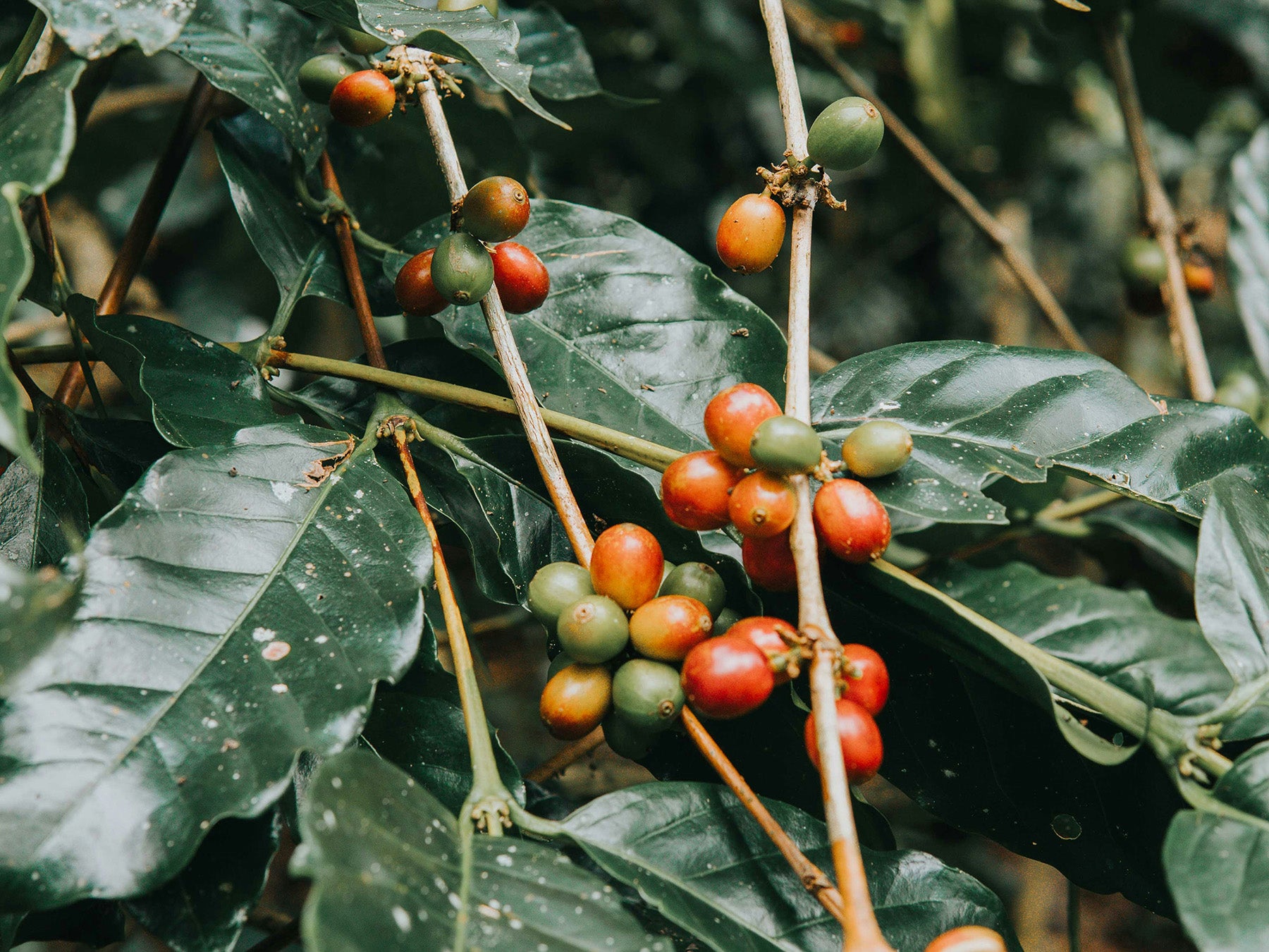 a tree with coffee cherries