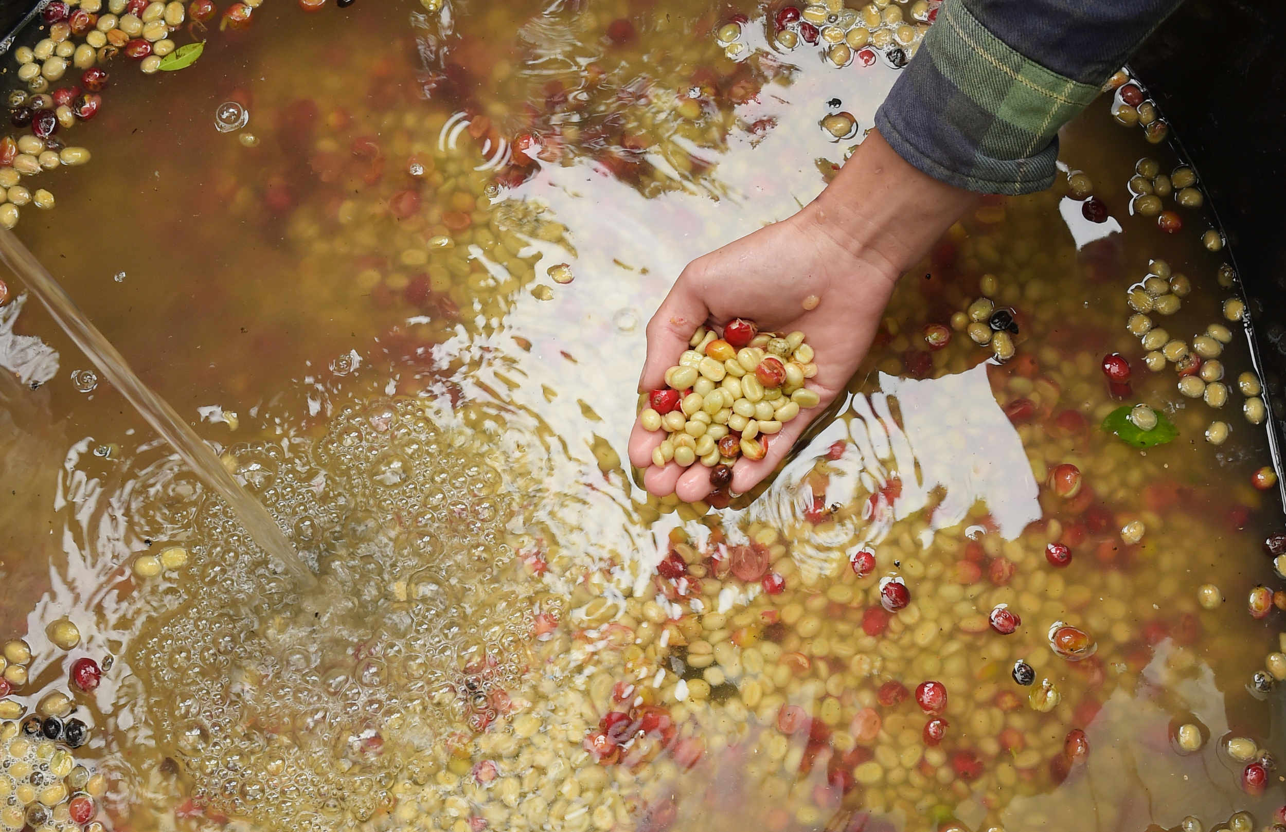 a person washing coffee cherries