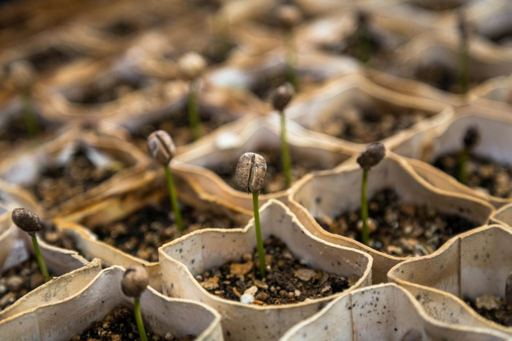 The Life of a Coffee Bean: Coffee Bean Growth & Production Process