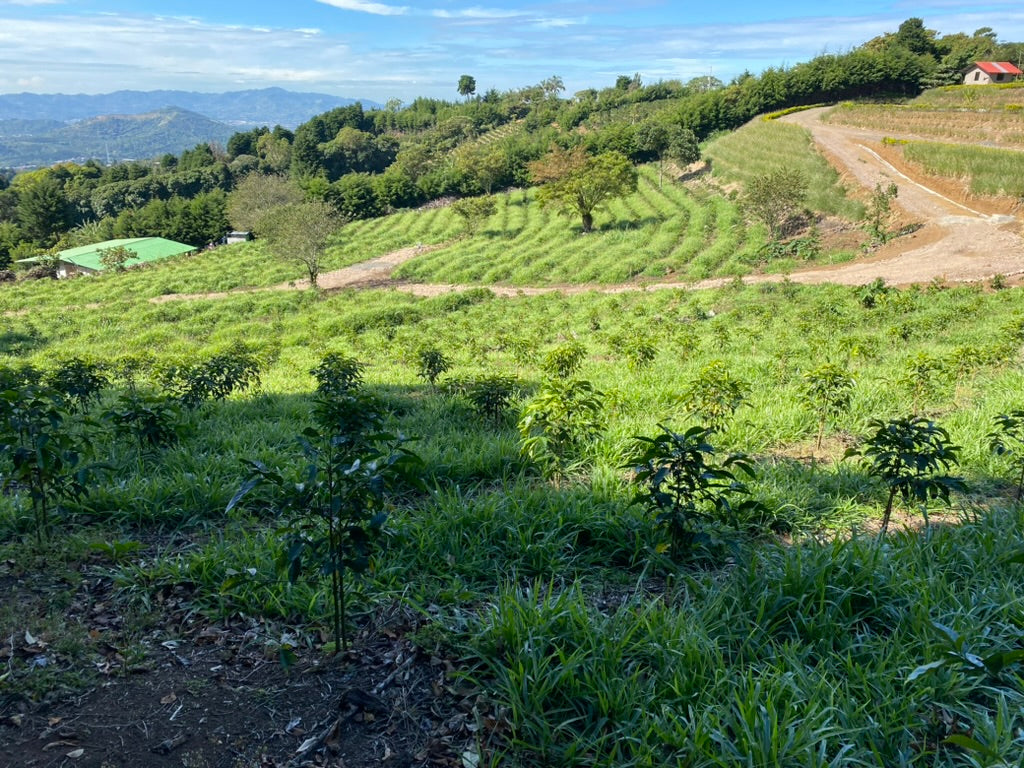 Coffee Nematode Diseases (or Coffee’s Second Worst Natural Enemy ...