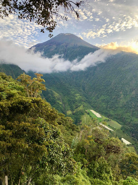 The Flavor Profiles of Coffee Growing Regions