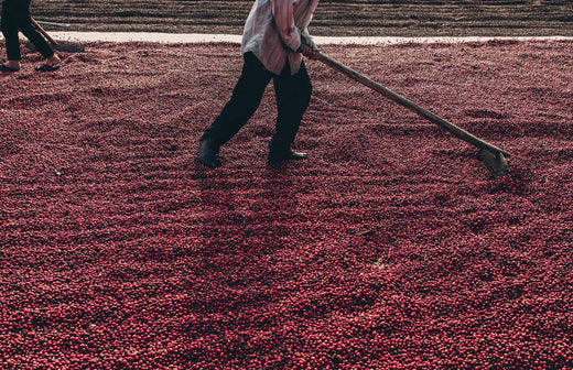 A Global Overview of Coffee Growing Regions