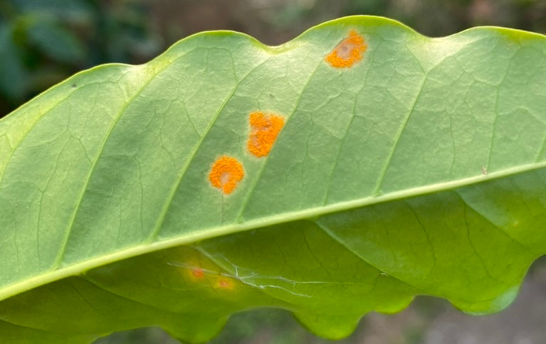 Cofee Rust What is Coffee Leaf Rust (or Coffee’s Worst Natural Enemy)