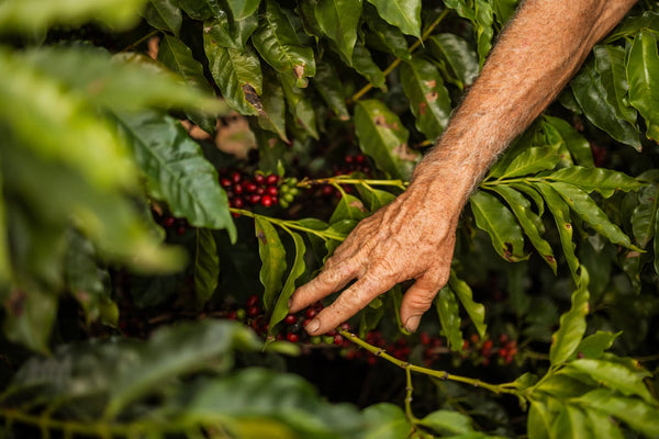 The Effects of Rainfall Patterns on Coffee Quality and Yield