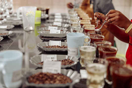 Specialty Coffee Standards Explained: How Coffee is Graded as 'Specialty'