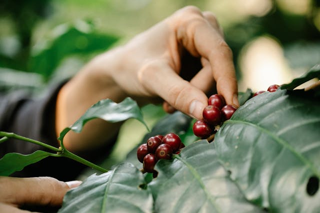 Ethiopia’s Coffee Scene