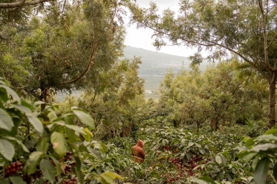 The Impact of Climate Change on Coffee Production