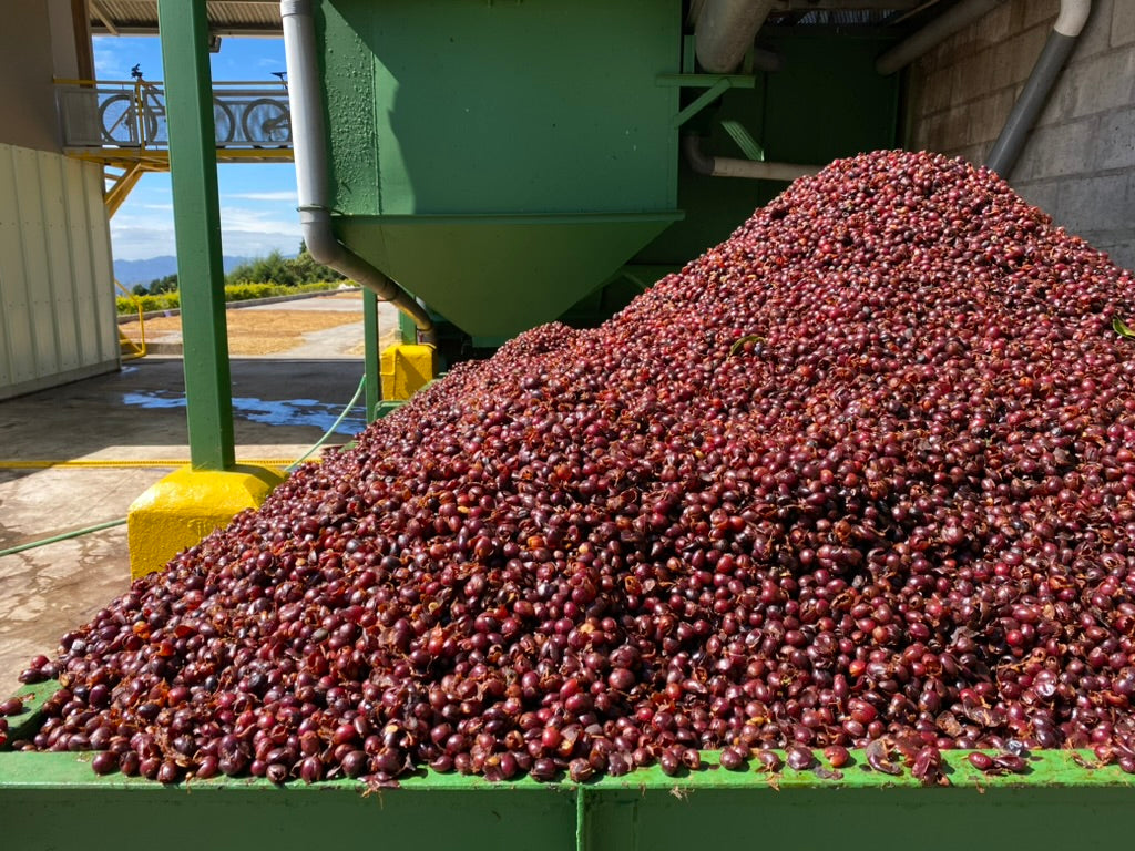 Fermentation in Coffee Processing