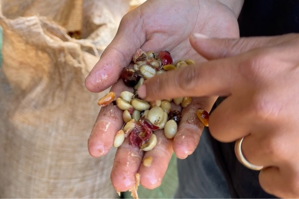 Honey Process Coffees