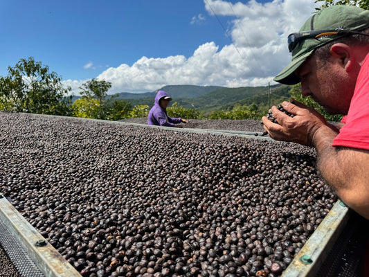 How Buying Ebru Coffee Supports Small Farmers