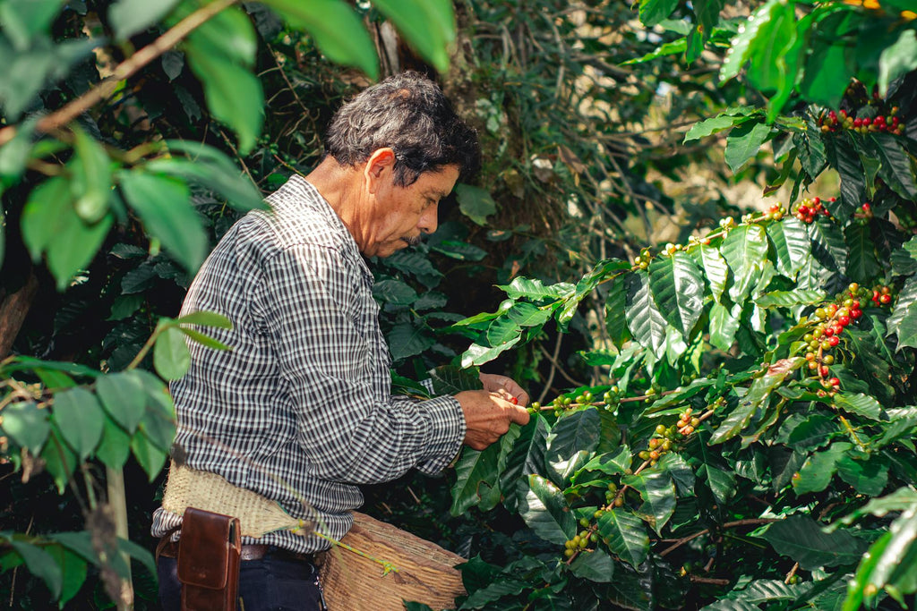 From Farm to Cup: Understanding Coffee Production in Mexico