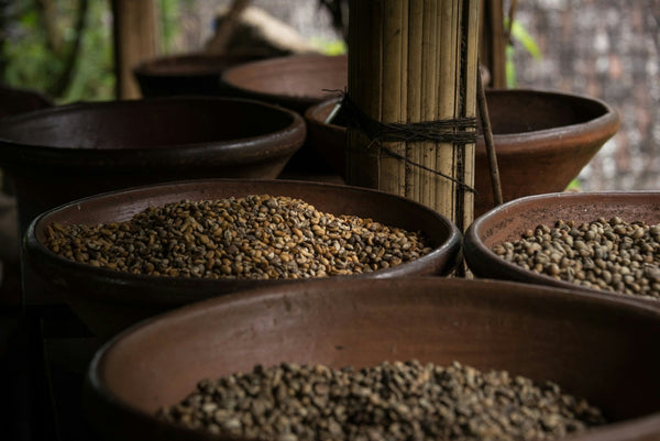 What Is the Difference Between Robusta vs Arabica Coffee Beans?