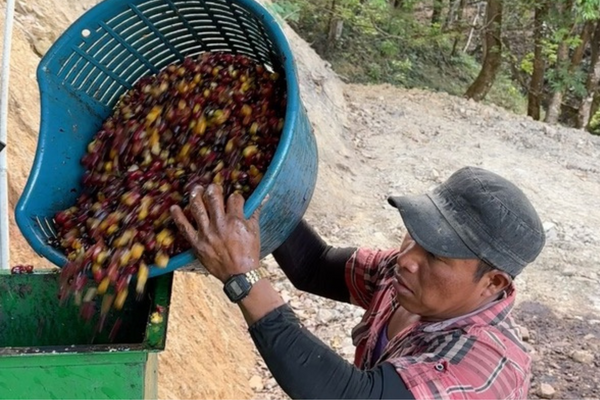 Understanding Washed Processing of Coffee