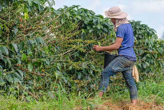 Why Choose Single-Farm Coffee? Here’s What Sets It Apart
