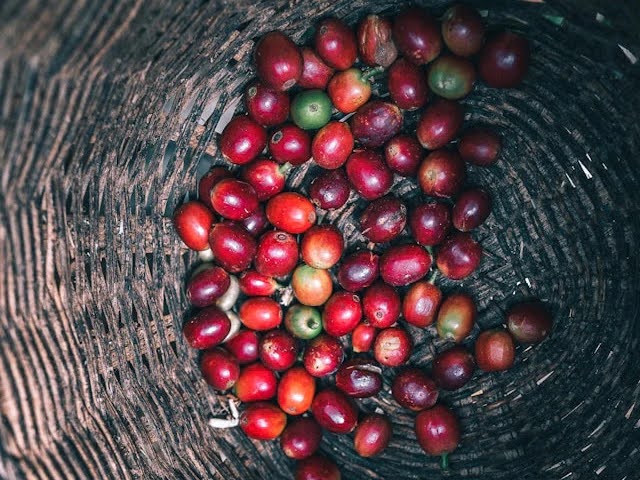 Cupping & Sustainability: From Farm to Cup