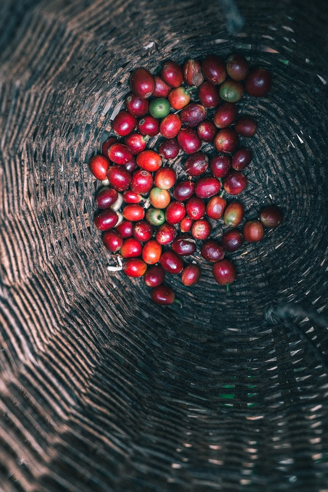 coffee berries in a basket