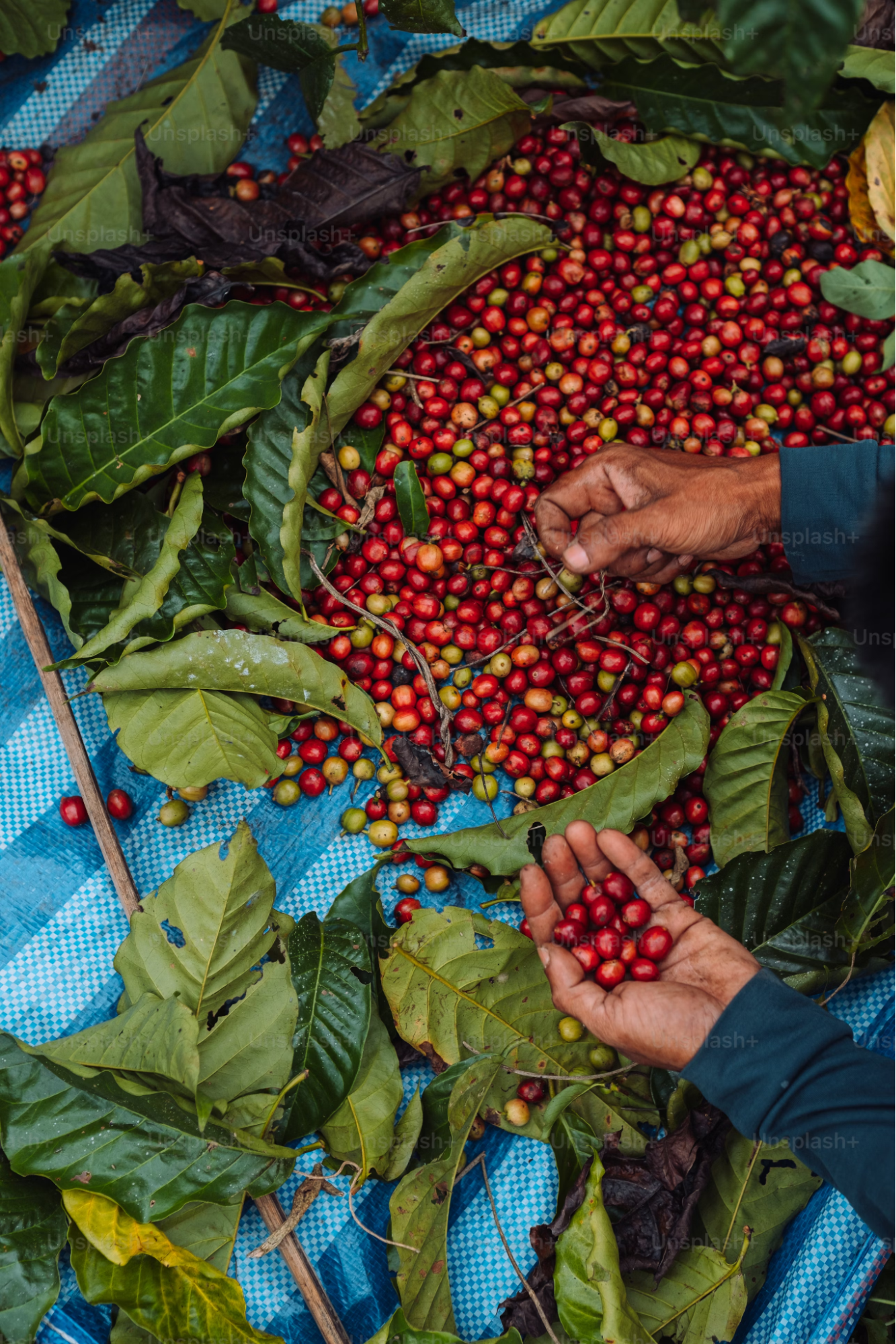 a farmer holding coffee cherries