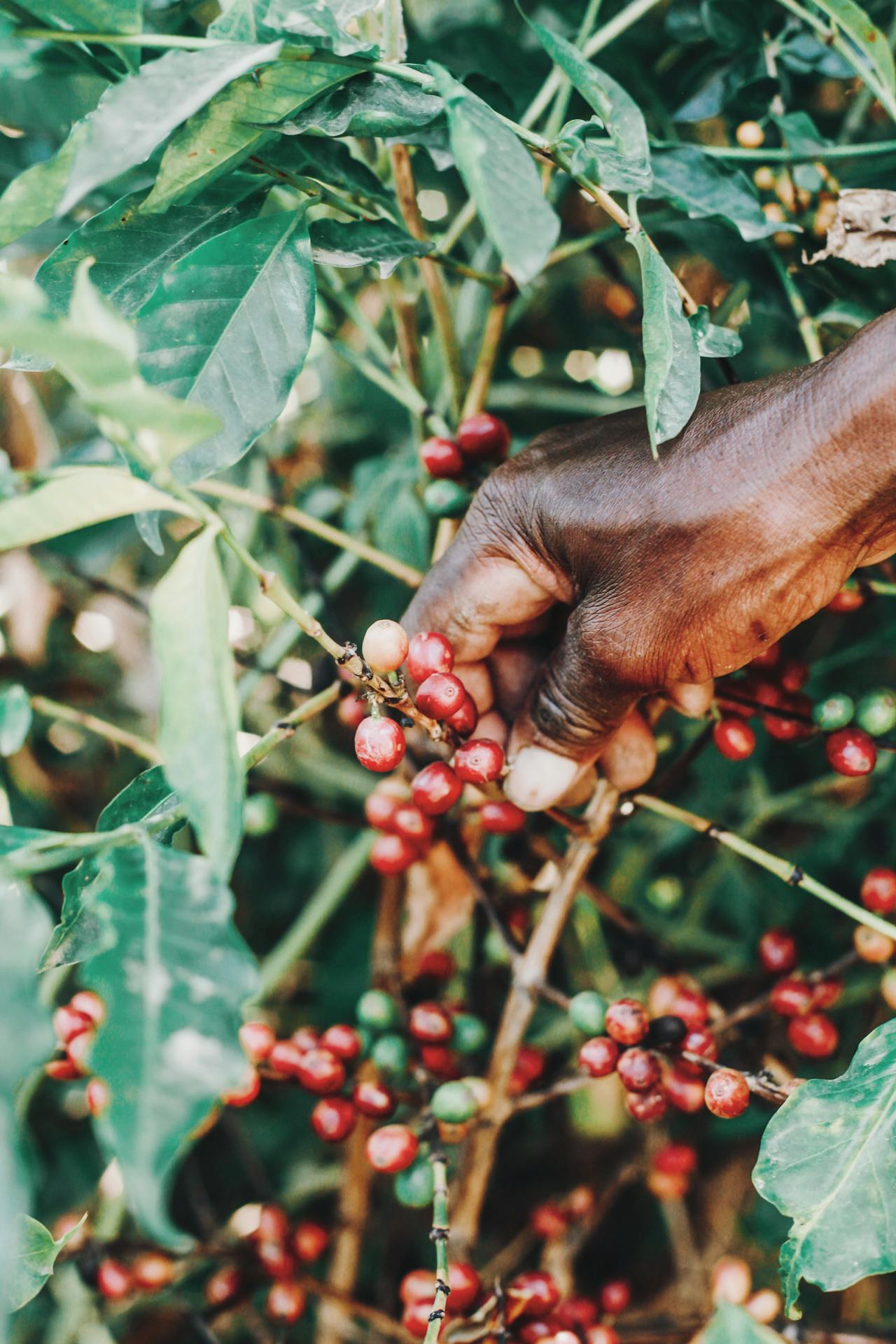 A person picking coffee beans from a tree